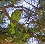 Parrot Creel SH 001